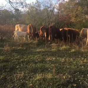 Meet your Posher, Wanda